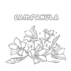 Campanula flowers coloring page