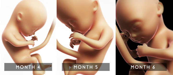 Fetal developmental stages in the second trimester