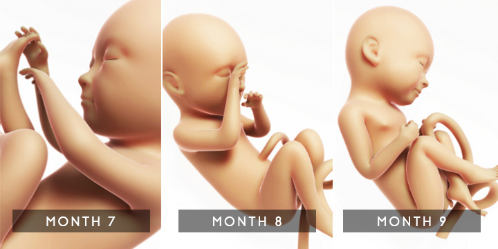 Fetal developmental stages in the third trimester