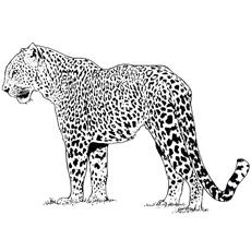 25 Best Cheetah Coloring Pages For Your Little Ones