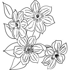 Clematis flowers coloring page