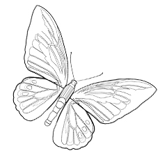 The Goliath Birdwing Butterfly coloring page