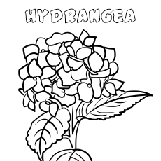 Hydrangea flower coloring page