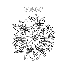 Lily flowers coloring page