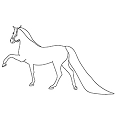 Morgan horse coloring page