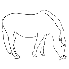Norwegian Fjord horse coloring page