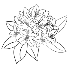 Rhododendron flowers coloring page