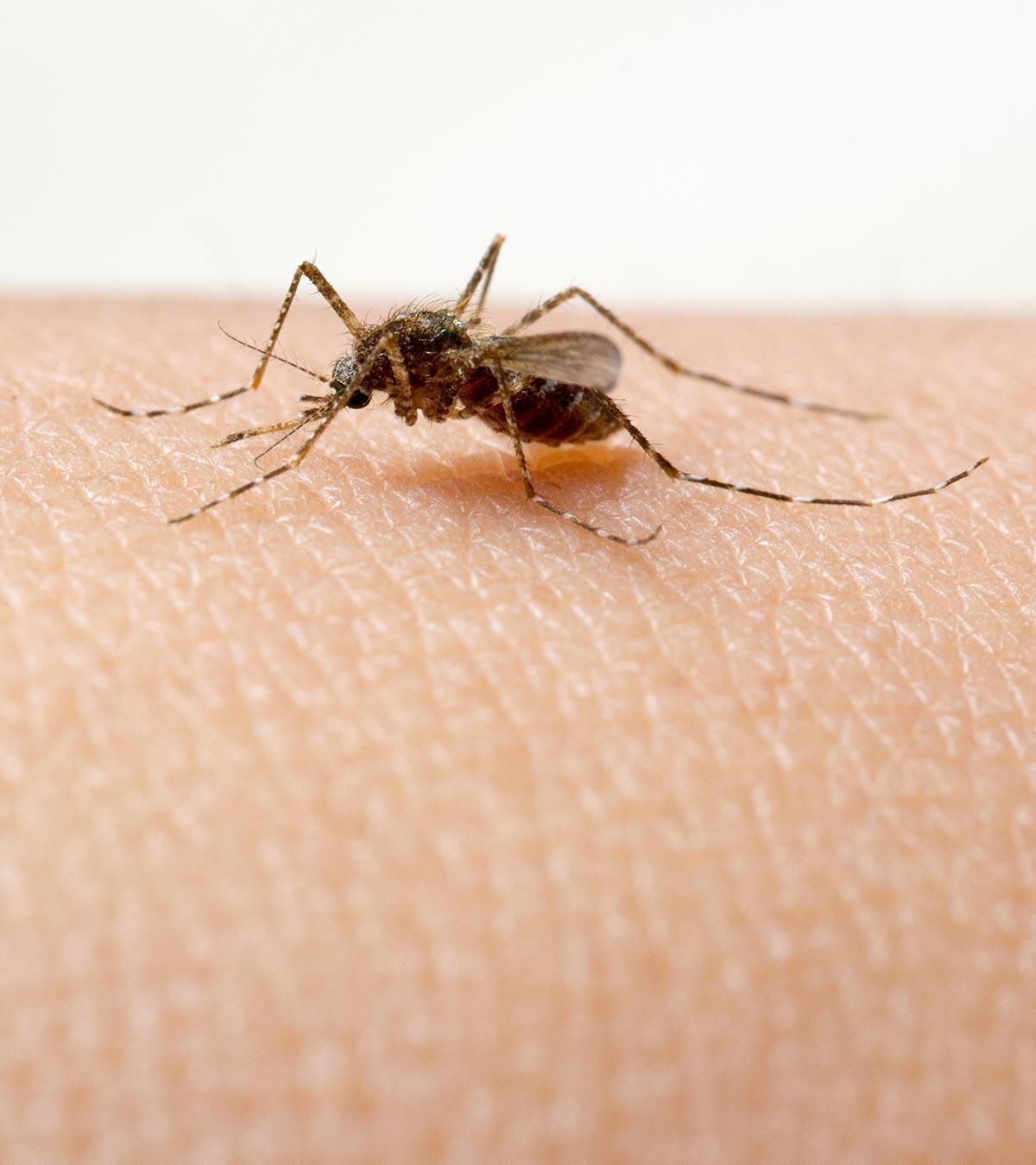 Symptoms Of Dengue Fever In Babies