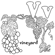 The-‘V’-For-Vine