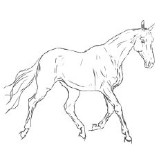 Akhal-Teke horse coloring page