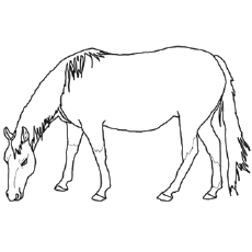 American Quarter horse coloring page