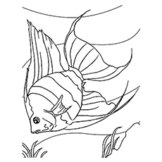 Angelfish coloring page