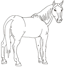 Arabian horse coloring page