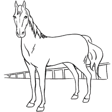 Belgian horse coloring page