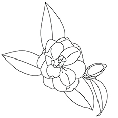 Camellia flower coloring page