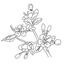 Cherry Blossom flowers coloring page