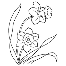 Daffodil flower coloring page