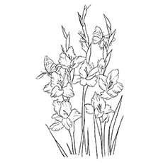 Gladiolus flower coloring page