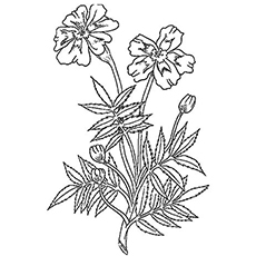Marigold flower coloring page