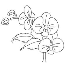 Top 47 Free Printable Flowers Coloring Pages Online