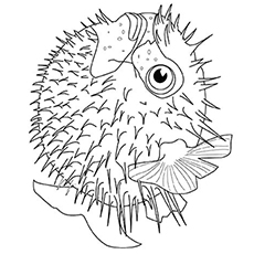 Puffer fish coloring page
