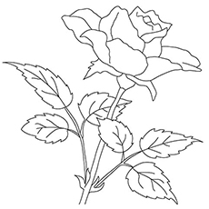 Rose flower coloring page