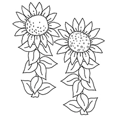 Sunflowers coloring page