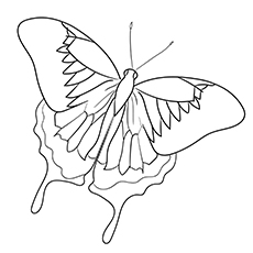 Ulysses Butterfly colorimg page