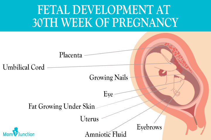 Development of the embryo at 30th week pregnancy