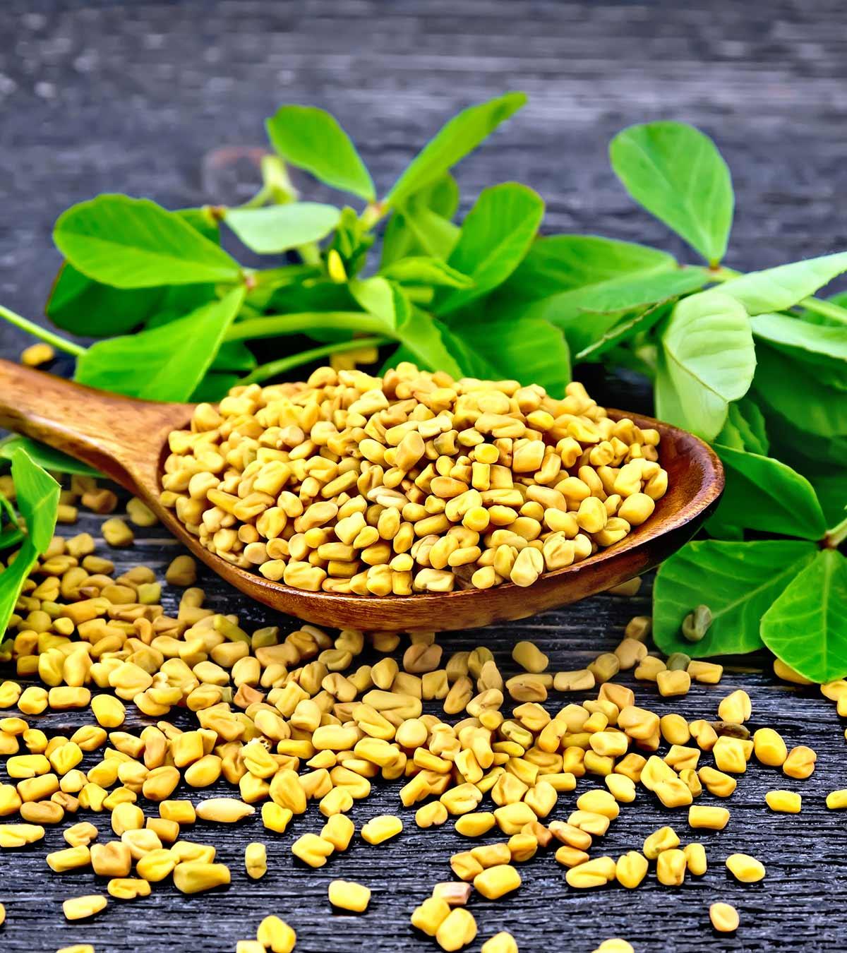 Having Fenugreek During Pregnancy