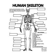 Top 10 Anatomy Coloring Pages For Your Toddler