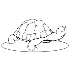 The Lazy Turtle, Turtle Coloring Pages