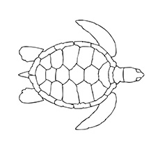The Swimming Turtle, Turtle Coloring Pages
