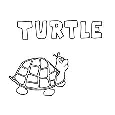 Free Printable Turtle, Turtle Coloring Pages