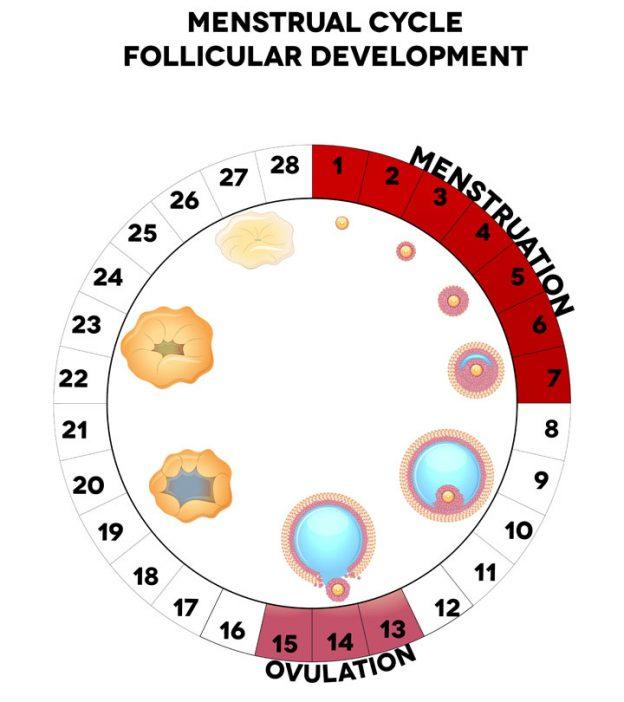 How to Check for Fertile Periods?