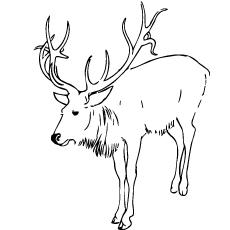 Top 20 Deer Coloring Pages For Your Little Ones