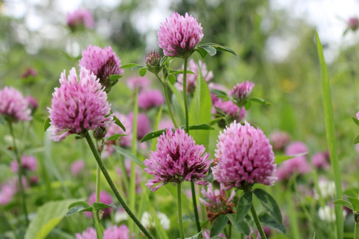 Red clover restores hormonal function