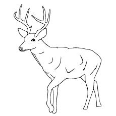 Top 20 Deer Coloring Pages For Your Little Ones