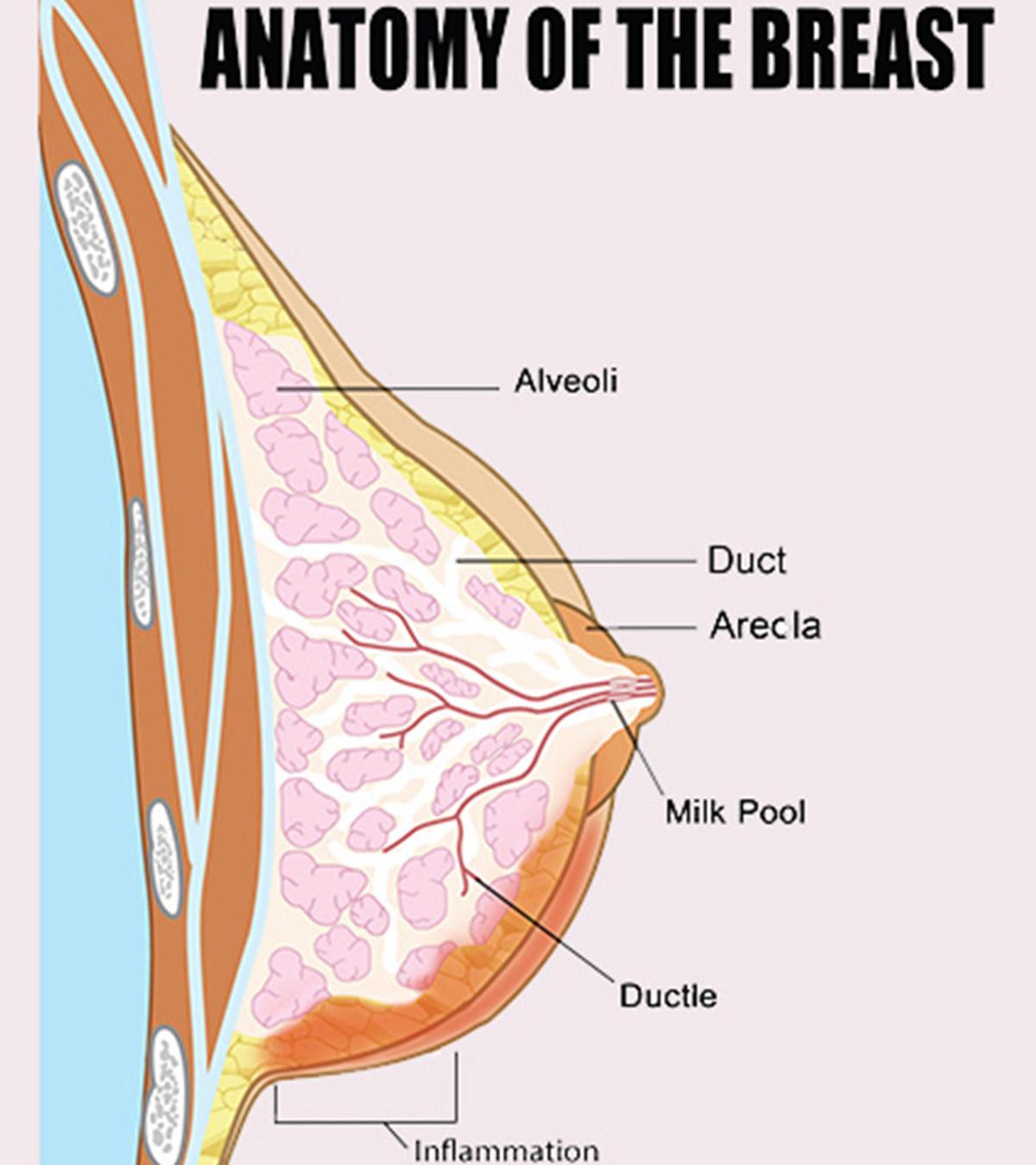 Mastitis Symptoms, Causes And Treatment