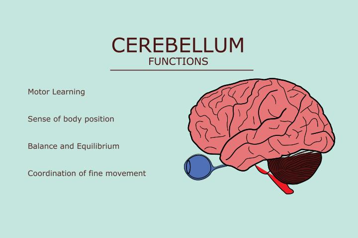 parts of the human brain and functions