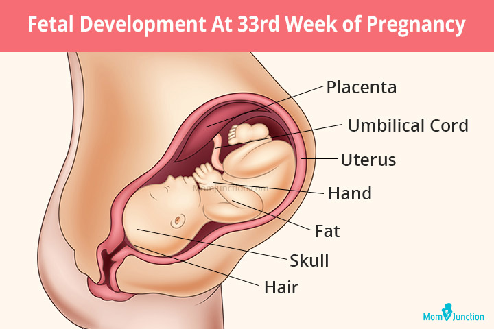 33 Weeks Pregnant: Signs, Development Milestones &