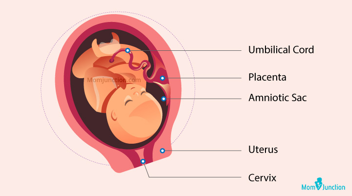 Baby development at 34th week of pregnancy
