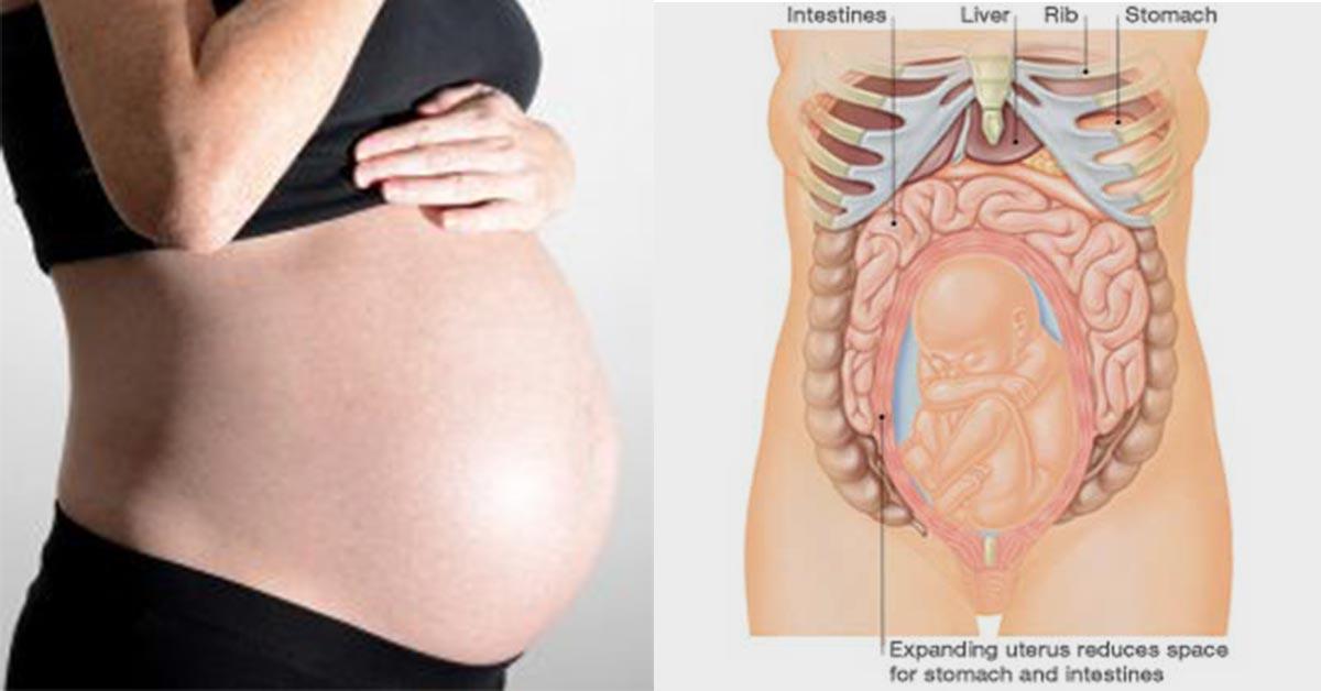 Organs Underneath Back Rib Cage / Middle Back Pain Left Side Causes Treatments When To Seek Care / The lungs are responsible for processing oxygen through the body, while the spleen filters the blood and protects against some bacteria.