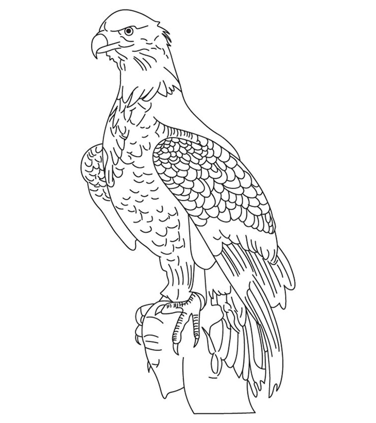 20 Eagle Flying Coloring Pages - Printable Coloring Pages