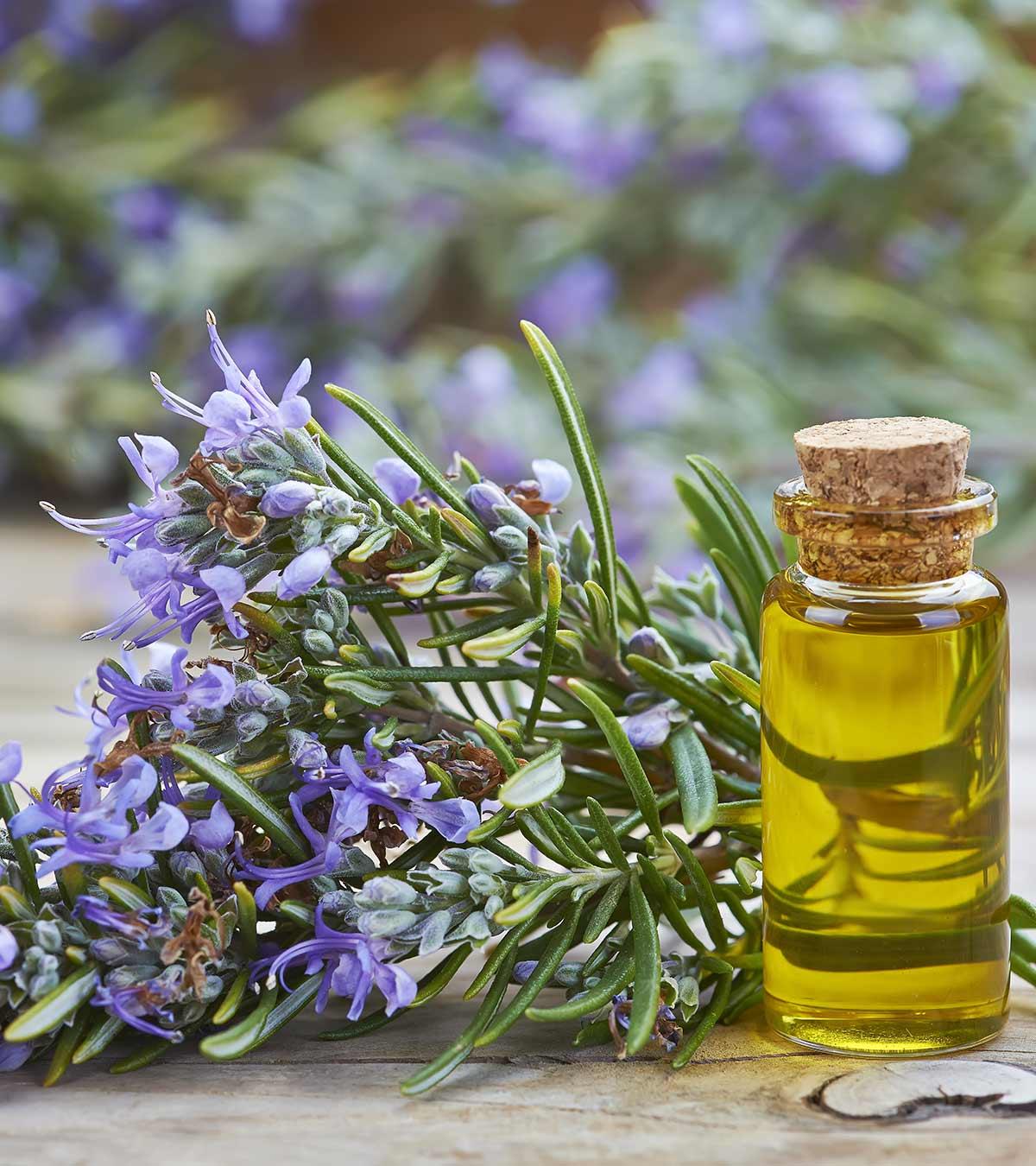 6 Amazing Health Benefits Of Using Rosemary Oil During Pregnancy