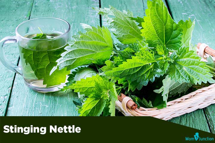 Stinging nettle fertility herbs for men
