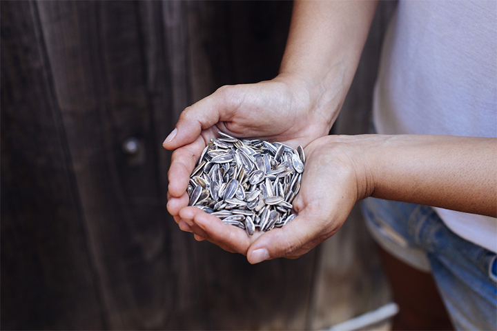 Sunflower seeds are rich in folic acid