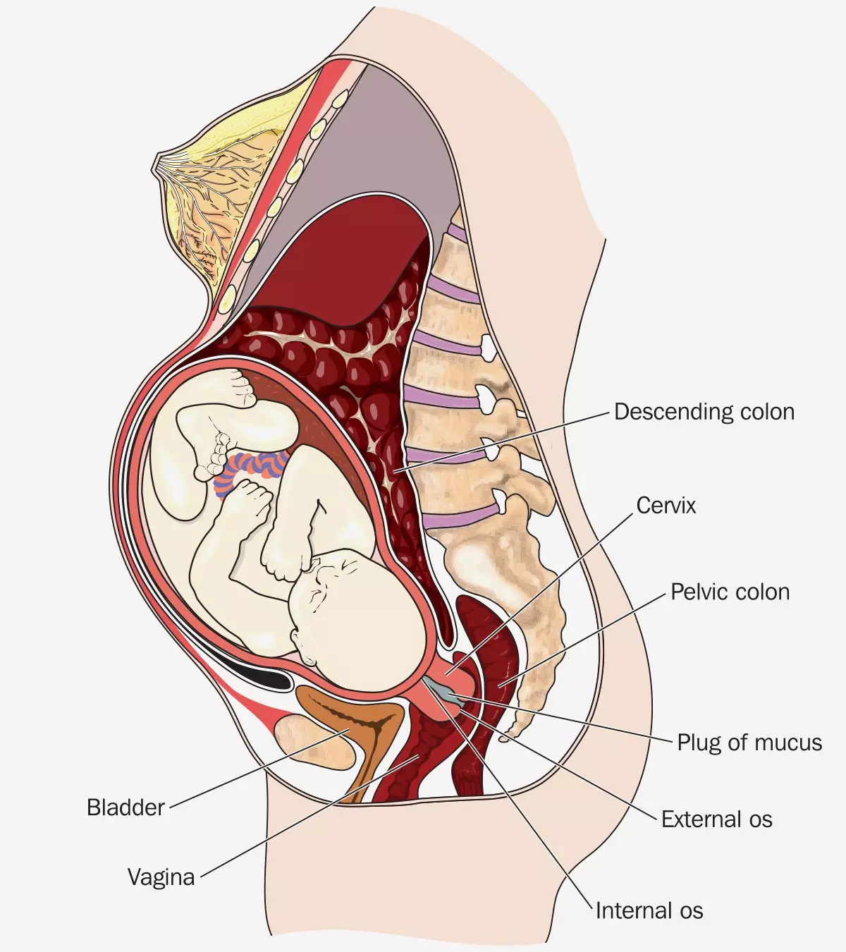 Diagram showing bladder and pelvic floor pressure during pregnancy before a C-section