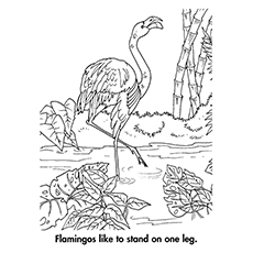 Top 10 Flamingo Coloring Pages For Toddlers