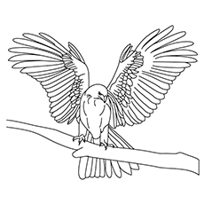 10 Printable Falcon Coloring Pages For Toddlers The peregrine falcon is a bird of prey that lives near cliffs and mountains in north america. 10 printable falcon coloring pages for